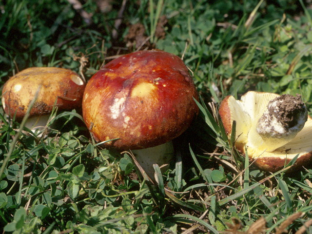 Image name: russula_aurea8.jpg 
 width: 640 pixel 
 height: 480 pixel 
 Size: 147384 bytes 
 Click to enlarge 
